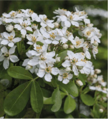 jardin-choisye-ternata