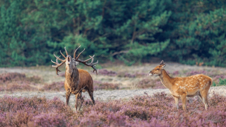 Veluwe