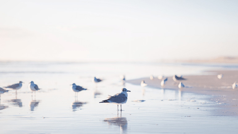 Waddeneilanden