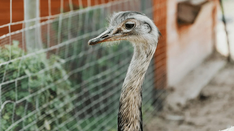 Pinksteren activiteit 2024 Struisvogelboerderij